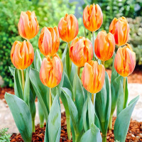 Луковицы Тюльпан Эрмитаж (в упаковке - 3шт.)