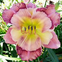 Саженцы Лилейник Cosmic Kaleidoscope (Космик Калейдоскоп)