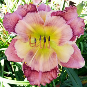 Саженцы Лилейник Cosmic Kaleidoscope (Космик Калейдоскоп)