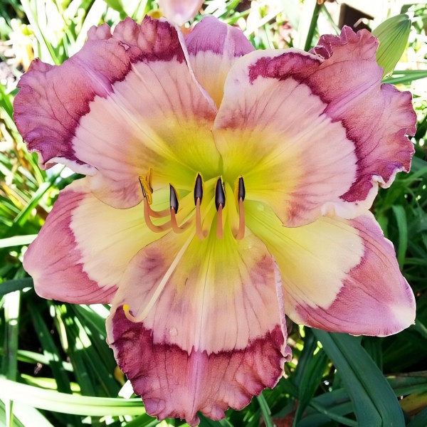 Саженцы Лилейник Cosmic Kaleidoscope (Космик Калейдоскоп)