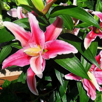 Луковицы  Лилия махровая восточная Distant Drum (Дистант Драм) (3шт.)