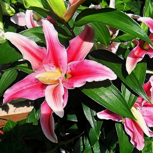 Луковицы  Лилия махровая восточная Distant Drum (Дистант Драм) (3шт.)