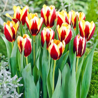 Луковицы Тюльпан Триумф Гавота (в упаковке - 3шт.)