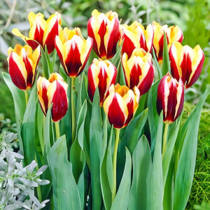 Тюльпан Триумф Гавота (в упаковке - 3шт.)