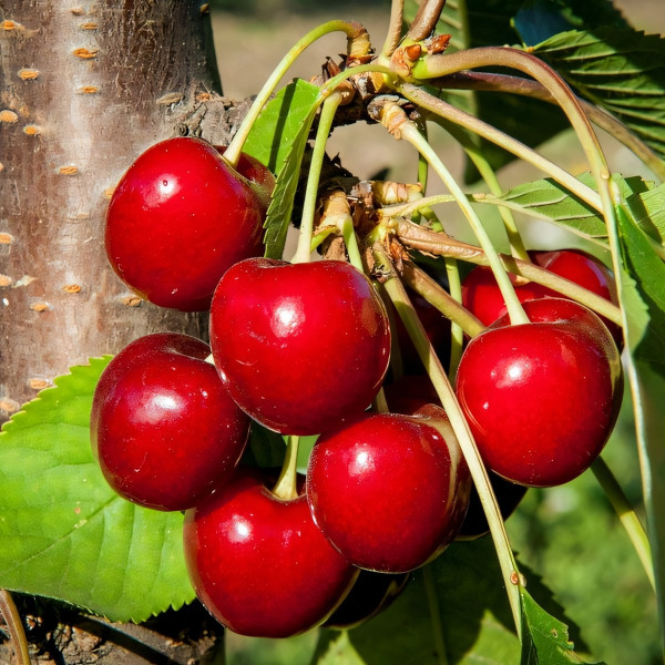 Саженцы Черешня Свит Харт
