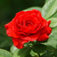 Саженцы Роза флорибунда Родео