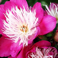 Саженцы Пион Fantastic (Фантастик)