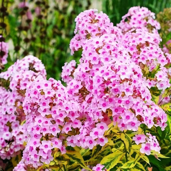 Саженцы Флокс Warsaw Sunrise (Варшав Санрайз)