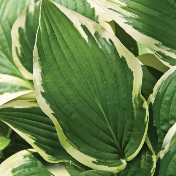 Саженцы Хоста Antioch (Антиох) L