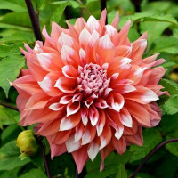 Саженцы Георгина макси Holland Festival (Холланд Фестиваль)