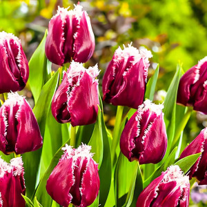 Тюльпан бахромчатый Сан Пабло (в упаковке - 3шт.)