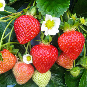 Клубника (крупноплодная) Медовая 5 шт. в упаковке