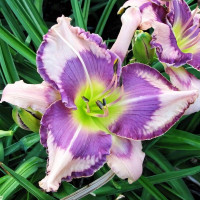 Саженцы Лилейник Blue Book (Блю Бук)