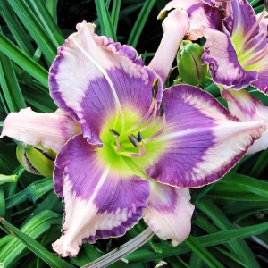 Саженцы Лилейник Blue Book (Блю Бук)