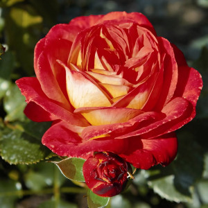 Саженцы Роза флорибунда Мидсаммер