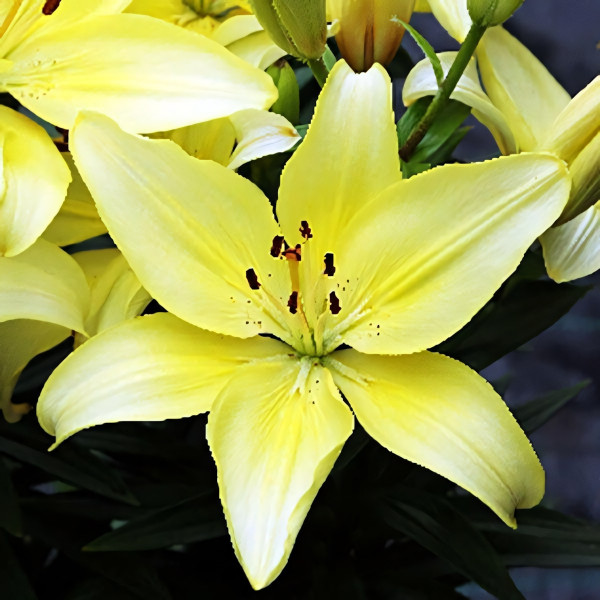 Луковицы  Лилия азиатская Solar Joy (Солар Джой) (3шт.)