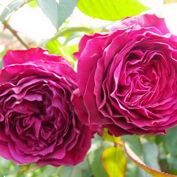 Саженцы Роза флорибунда Четырех Ветров