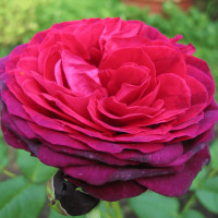 Саженцы Роза парковая Астрид Графиня фон Хандерберг