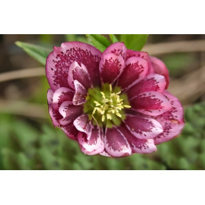 Морозник Уинтер Эмоушенс Трипл Пинк 