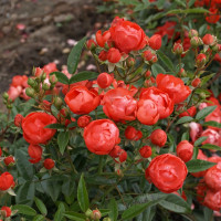 Саженцы Роза спрей Оранж Морсдаг