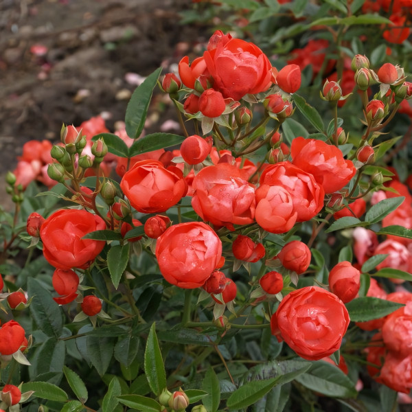 Саженцы Роза спрей Оранж Морсдаг