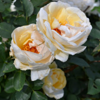 Саженцы Роза парковая Джей Пи Коннел