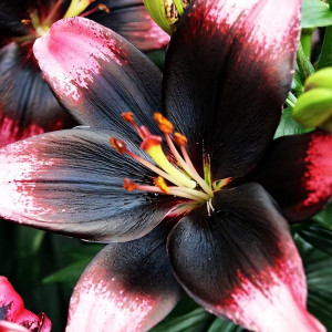  Лилия азиатская Tiny Poems (Тайни Поэмс)