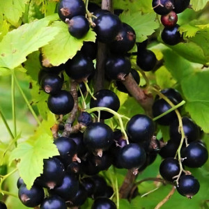 Саженцы Смородина черная Литвиновская