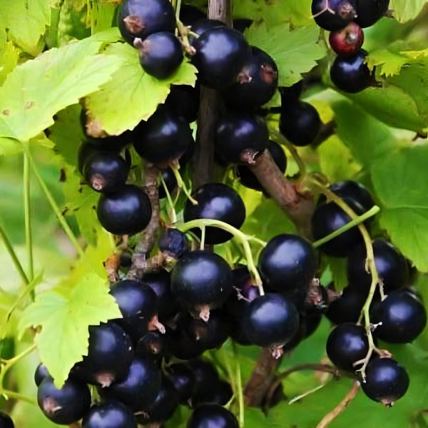 Саженцы Смородина черная Литвиновская