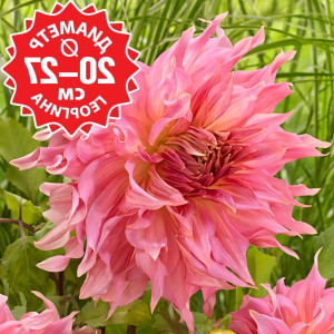 Саженцы Георгина Penhill Watermelon