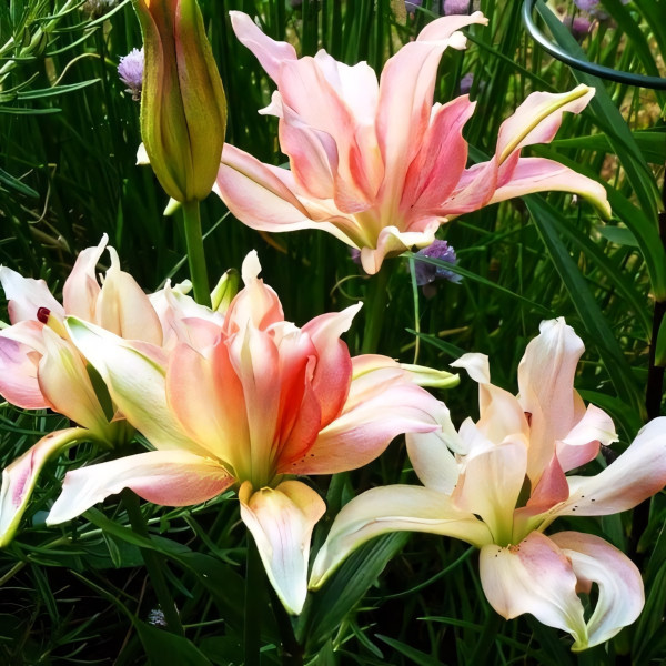 Луковицы  Лилия азиатская Aphrodite (Афродита) (3шт.)