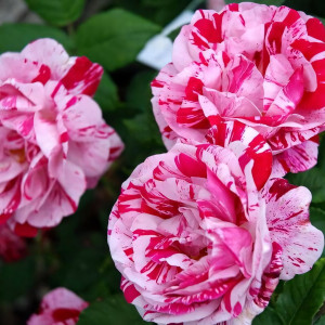 Саженцы Роза парковая Фердинанд Пичард