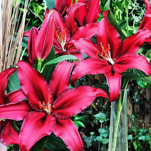  Лилия восточная Avenger (Авиньер)