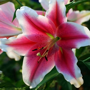  Лилия LOO гибрид Dreamweaver (Дримуивер)