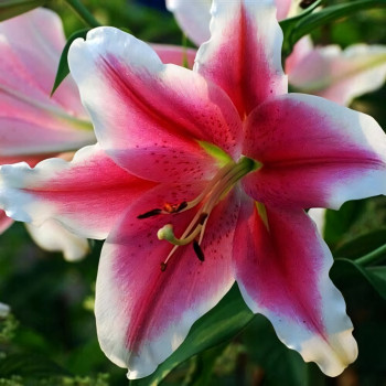  Лилия LOO гибрид Dreamweaver (Дримуивер)