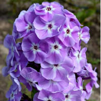 Саженцы Флокс Мирослав