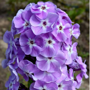 Саженцы Флокс Мирослав