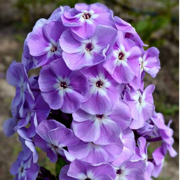 Саженцы Флокс Мирослав