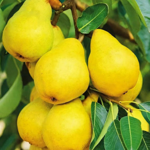 Саженцы Груша колоновидная Суперкарликовая