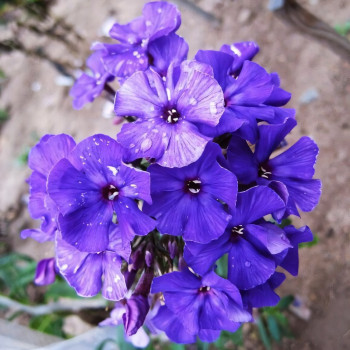 Саженцы Флокс Chyornoe more (Черное море)