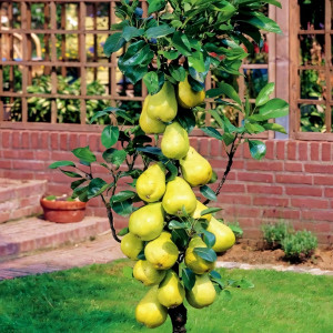 Саженцы Груша колоновидная Медовая