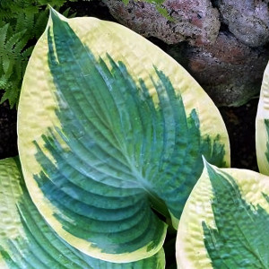 Саженцы Хоста Robert Frost (Роберт Фрост) L