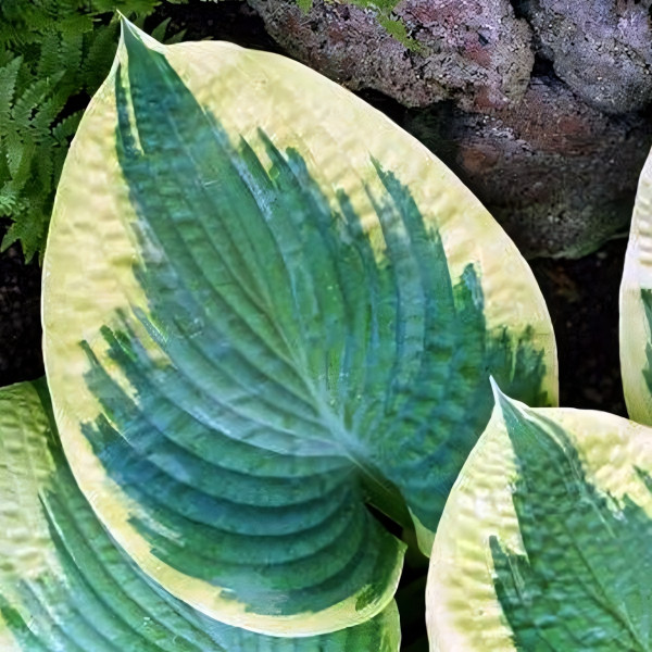 Саженцы Хоста Robert Frost (Роберт Фрост) L