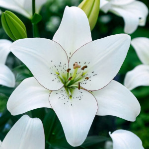  Лилия ЛА гибрид Eyeliner (Айлинер)