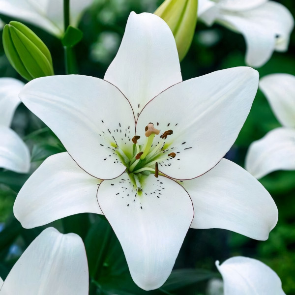 Луковицы  Лилия ЛА гибрид Eyeliner (Айлинер) (3шт.)