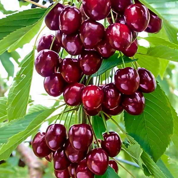 Саженцы Вишня колоновидная Восторг