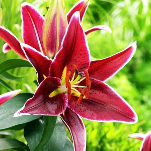  Лилия восточная Magny Cours (Магни Корз)