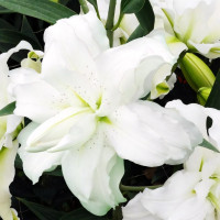 Луковицы  Лилия махровая восточная Blizzard (Близзард) (3шт.)