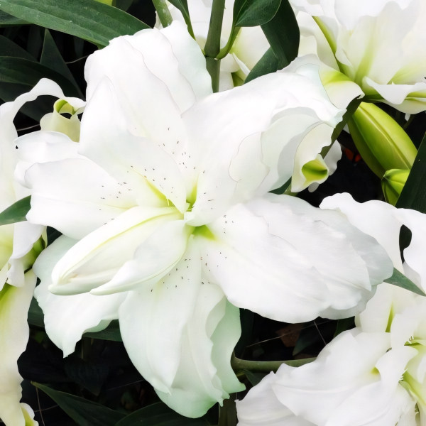 Луковицы  Лилия махровая восточная Blizzard (Близзард) (3шт.)