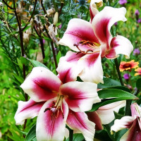 Луковицы Саженцы Лилия ОТ гибрид Passion Moon (Пашшн Мун) (3шт.)